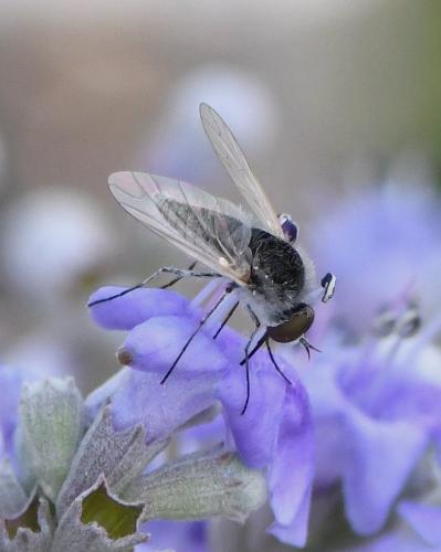 Réf. 237 735 : Geron gibbosus